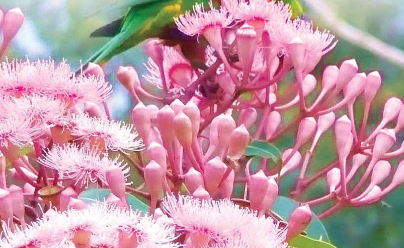 Lorikeets love this beautiful Summer Beauty Eucalypt. Lorikeets love this beautiful Summer Beauty Eucalypt.